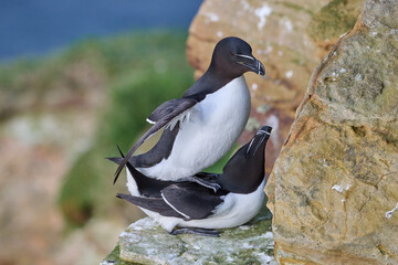 razorbill pair mating