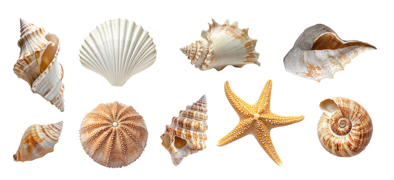 Collection set of beach seashells isolated on white or transparent background, png