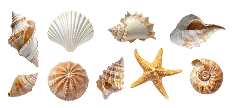 Collection set of beach seashells isolated on white or transparent background, png
