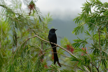 Drongo on the branch