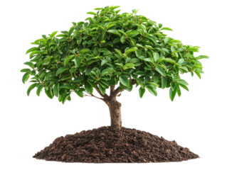 Vibrant green tree cutout background nature scene indoor decor fresh environment close-up viewpoint