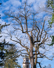 tree and sky
