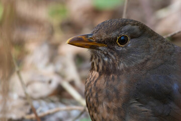 female blackbird in the forest.
