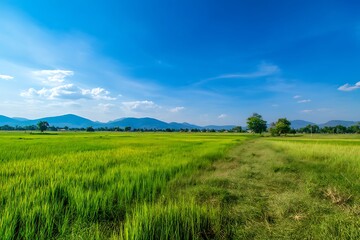 Fototapeta premium Green rice fields under a bright blue sky in the countryside, showcasing the beauty and tranquility of rural landscapes.
