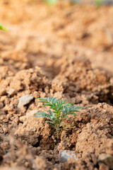Life's Gentle Start: A young seedling plant, bursting with verdant life, finds its place in the nourishing earth, in a photorealistic illustration, the beginning of nature's story. 