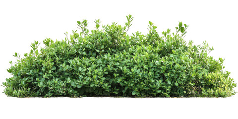 Green Garden Bushes isolated on transparent background