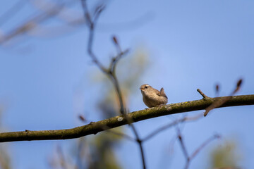 Eurasian wren calling in spring nature