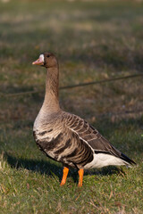 White Fronted Goose (Anser albifrons) on ground