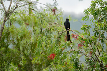 Drongo on the branch
