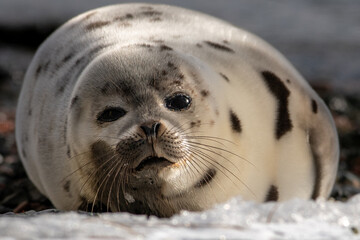 Naklejka premium A large adult harp seal with a light grey coat and dark spots is propped up on ice, looking attentively. The saddleback is dark-eyed, earless, long-whiskered, and has a sizeable fat belly.