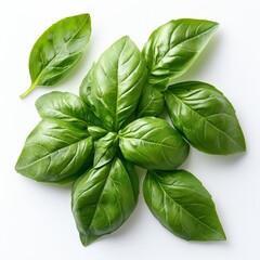 Fototapeta premium fresh basil sprigs delicate green leaves vibrant crisp texture soft even lighting clean white background 
