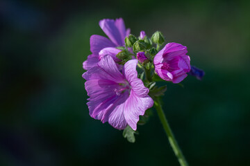 Lavatera flowers, bright pink on a tall stem. The plant comes from the mallow family. The parts of...