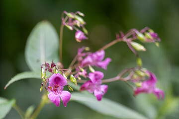 Obraz premium Himalayan balsam, policeman's helmet, an ornamental, dainty flower. The pink and purplish flowers are hooded in the shape of a traditional English police helmet. The long green leaves are serrated.