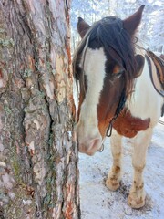 Horse in Snowy Forest. A brown and white horse with a black mane and tail stands in a snowy forest. The horse is wearing a brown saddle and bridle and is looking down at the ground. 
