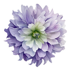 Exquisite Floral Watercolor: Elegant Purple and White Dahlia Illustration