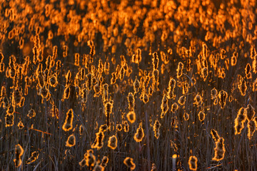 Trzcinowisko w promieniach wschodzącego słońca, Podlasie, Polska © podlaski49