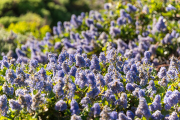 Fototapeta premium Purple flowers lilac jasmine lavender flower garden spring