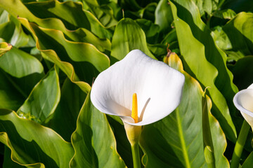 Calla lily Lilly Lillies California yellow stamen flower plant blossom blooming