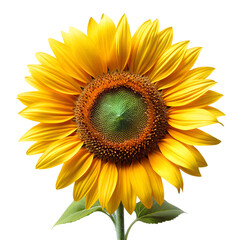 Fototapeta premium Sunflower isolated on transparent background