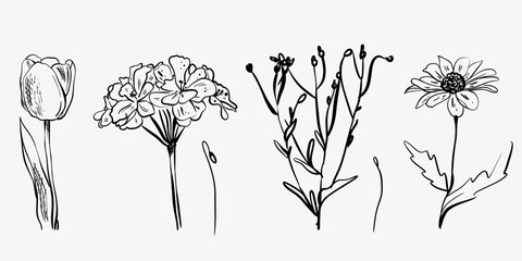 Vector illustration of isolated flowers and leaves. Black and white line art with freehand sketching. Elegant floral graphics for design, prints, and decorations.
