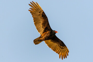 Bird turkey buzzard eagle hawk wingspan wings flying fly flies above