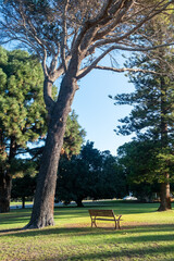 A bench in the public park with large tree. in Perth, Western Australia
