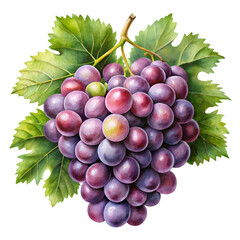 Fototapeta premium bunch of grapes