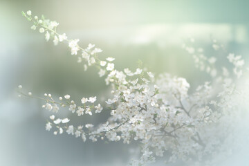 Cherry tree blossom, flowers blooming in spring garden, mysterious fairy tale springtime floral misty background with delicate sakura bloom, dreamy nature landscape toned in retro vintage colors.