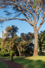 A bench in the public park with large tree. in Perth, Western Australia