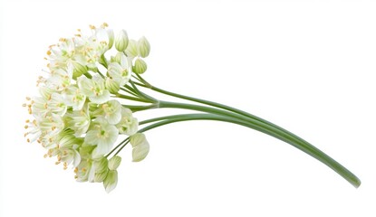 Close up of a delicate, pale green flower cluster with long, slender stems against a stark white background. The blossoms are small and numerous, creating a full, round shape.