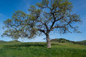 Obraz premium California oak big tree branches trunk green hills wine country