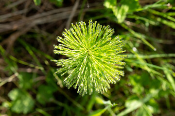 Close up of green horsetail plant with dew drops in sunlight