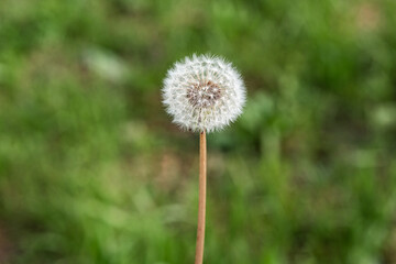 Close up of a dandelion seed head against a blurred green backdrop