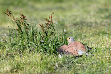 A Common kestrel, Falco tinnunculus, hunts insects o a field of fresh green grass in spring season.