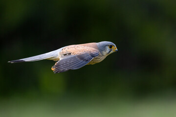 A Common kestrel, Falco tinnunculus, hunts insects o a field of fresh green grass in spring season.