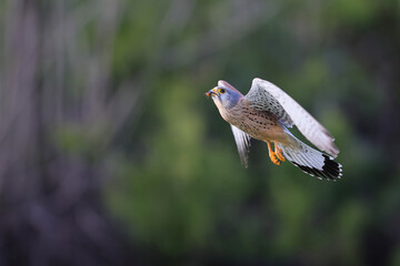 A Common kestrel, Falco tinnunculus, hunts insects o a field of fresh green grass in spring season.