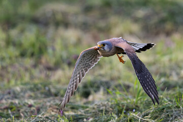 A Common kestrel, Falco tinnunculus, hunts insects o a field of fresh green grass in spring season.