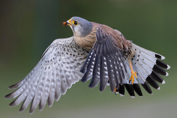 A Common kestrel, Falco tinnunculus, hunts insects o a field of fresh green grass in spring season.
