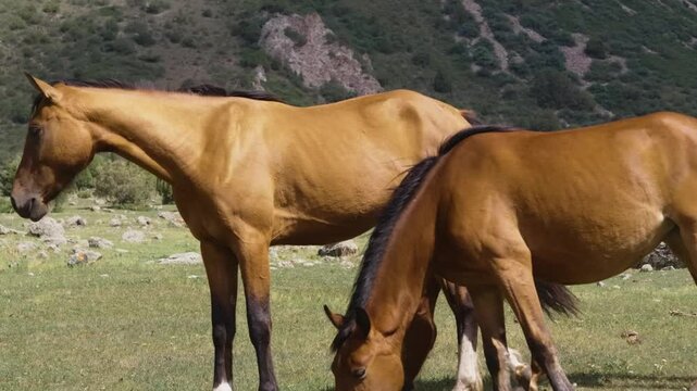 Closeup footage of the Akhal-Teke horse, a Turkmen breed celebrated for its metallic sheen, speed, endurance, and intelligence.