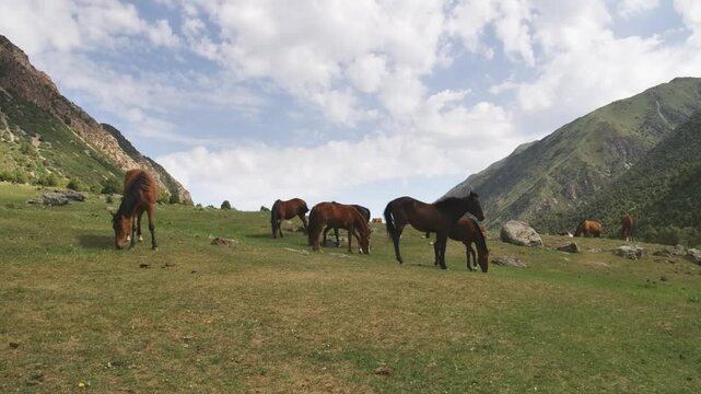 Footage shows a herd of grazing horses, possibly Icelandic or Pottok breed, set in a mountainous region of Kyrgyzstan.