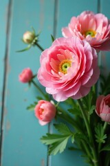 Fototapeta premium Vibrant close-up shot of full-bloomed ranunculus flowers in pastel shades on a rustic wooden surface, nature, blossom