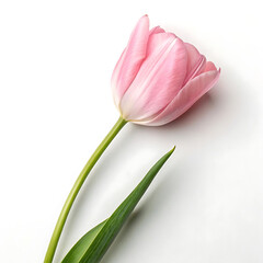 Fototapeta premium Delicate Pink Tulip with Vibrant Green Stems on White Background