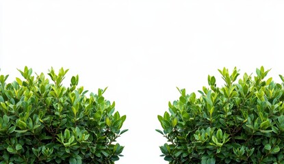 Fresh green bushes framing a white background. Lush foliage, perfect for design elements or garden inspiration