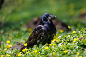 Close-up of a young rook sitting in the green grass with flowers and looking toward the camera lens on a sunny spring day. 