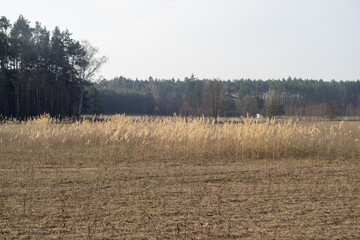 Trawiasta łąka między lasami © qrrr