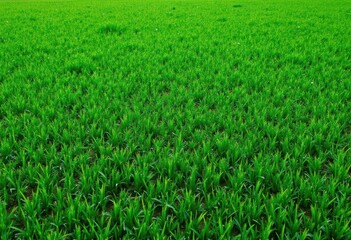 Fototapeta premium Lush Green Grass Field under Daylight