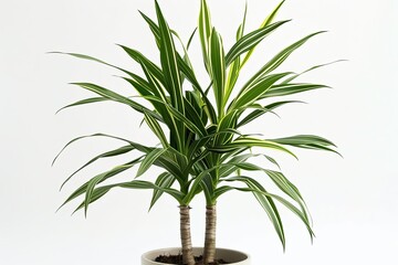 Fototapeta premium Striking plant featuring bright green leaves striped with yellow, set against a white background