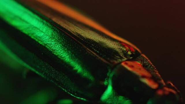 Insect,Egg worm,Insect Eye,Light,Movement,Reflection,Green,Light Color Change,CMY,C-UP,Focus Feed,Bottom Right Pan