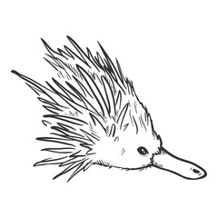 Sketch Echidna Head Side View Illustration