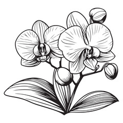 black and white flower vector